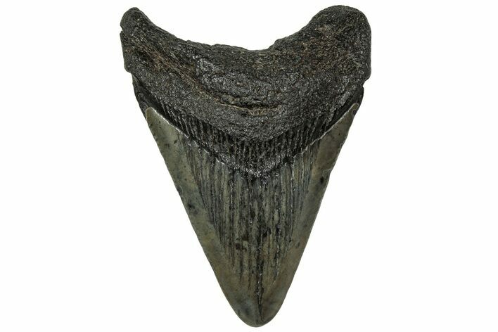 Juvenile Megalodon Tooth - South Carolina #313795